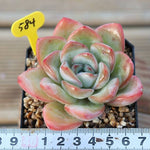 PRESALE Echeveria Amabil, (Random)