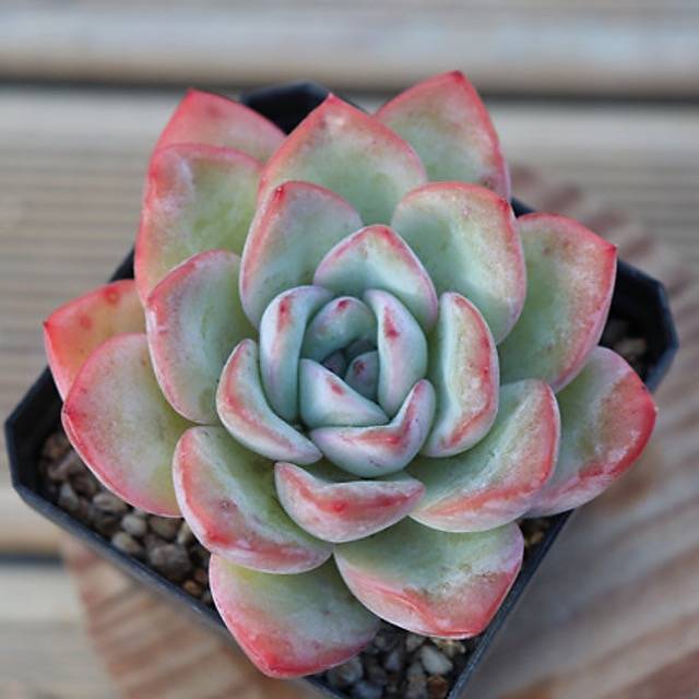 PRESALE Echeveria Amabil, (Random)