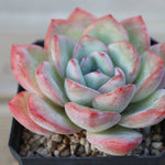 PRESALE Echeveria Amabil, (Random)