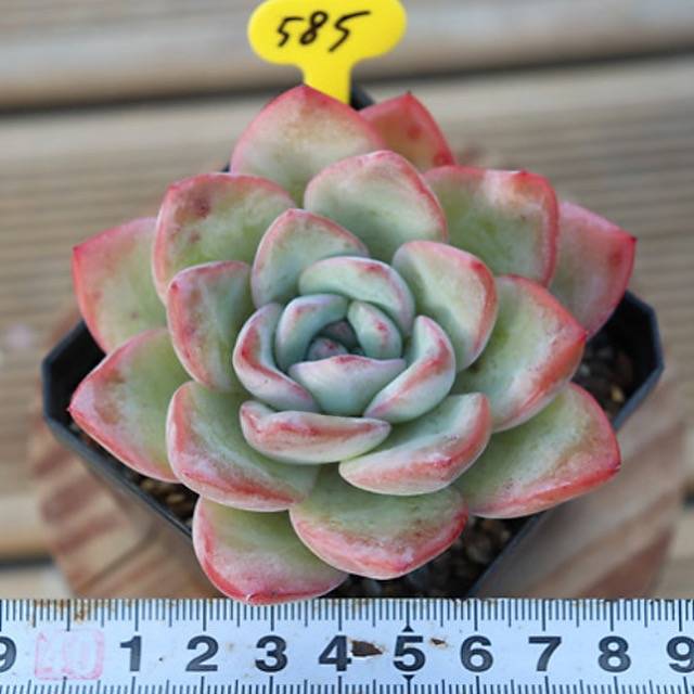 PRESALE Echeveria Amabil, (Random)