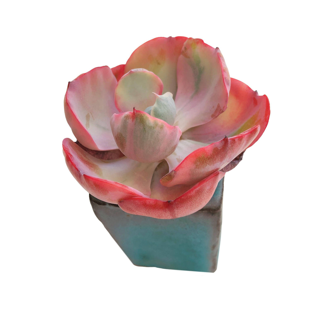 Echveria Beyonce Rainbow