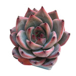 Echeveria Red Dragon