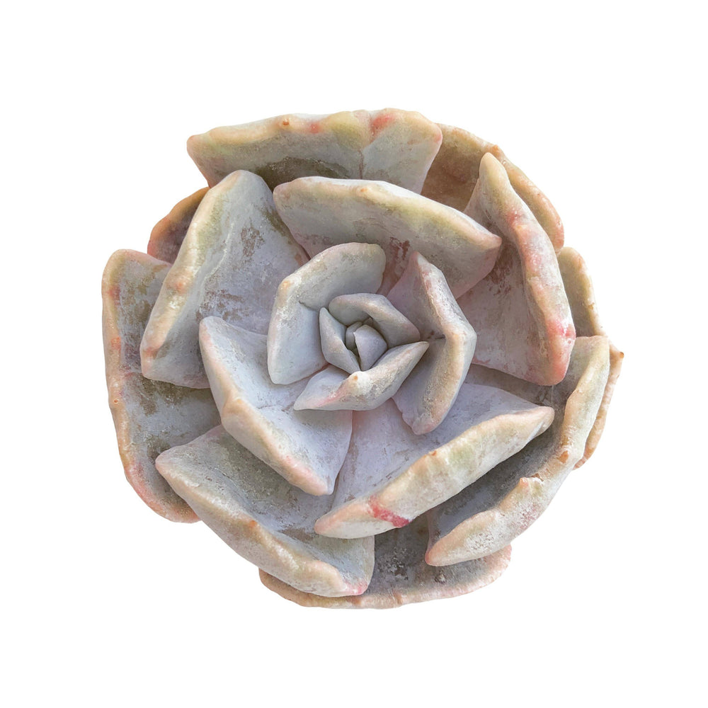 Echeveria Lilacina, Monstrose