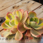PRESALE Echeveria Angpang, Double, (Not So Random)