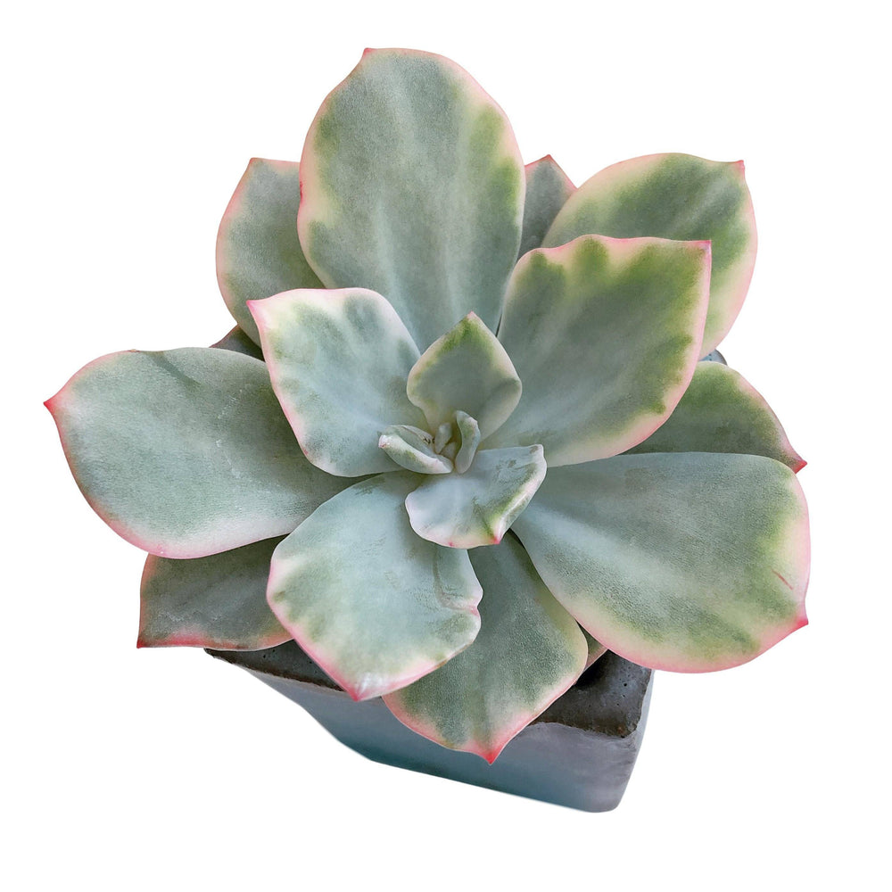 Echeveria Pink Herrin