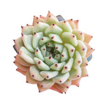 Echeveria Zaragosa, Classic Form