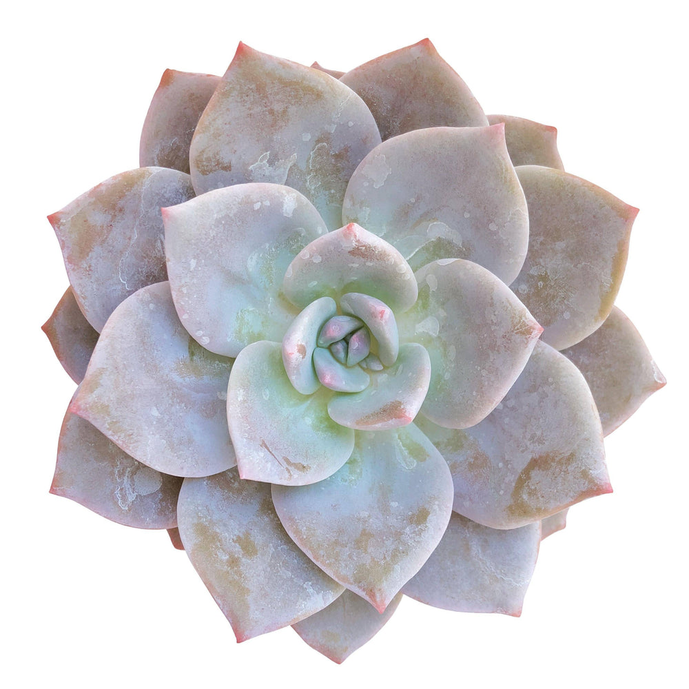 Echeveria Bianca