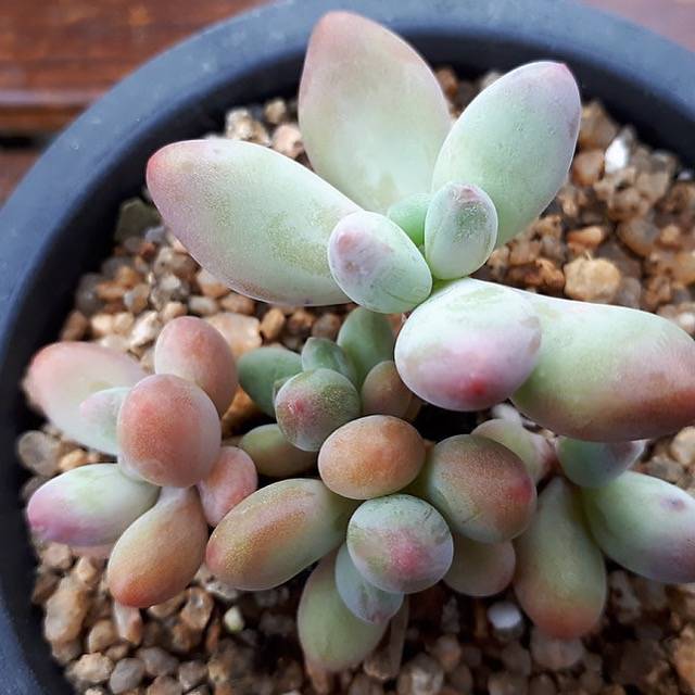 apple beauty succulent PRESALE Pachyphytum 'Apple Beauty,' (Not So Random)