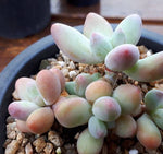 PRESALE Pachyphytum 'Apple Beauty,' (Not So Random)