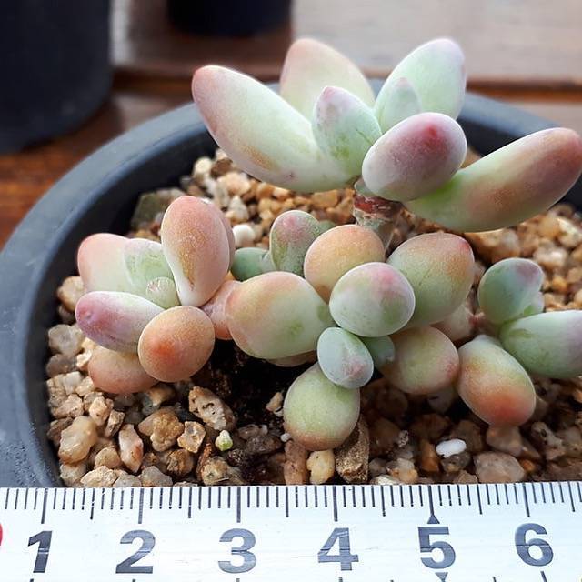 PRESALE Pachyphytum 'Apple Beauty,' (Not So Random)