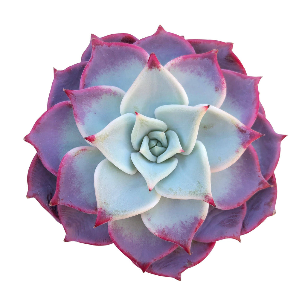 blue fairy succulent Echeveria Fairy Queen, Not Perfect – Cedar Creek Farmhouse