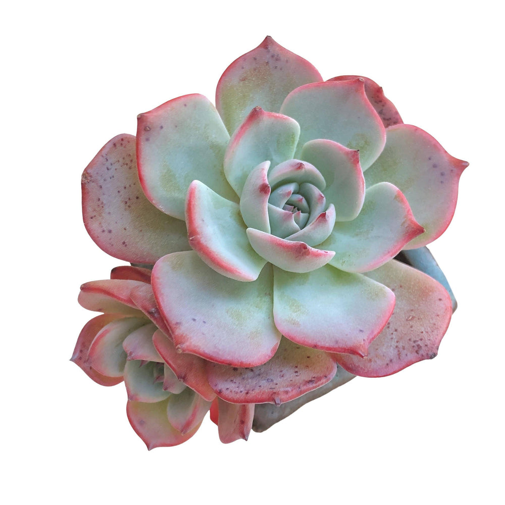 Echeveria Laulensis, Imported