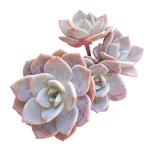 Echeveria Bianca, Cluster