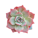 SPECIAL! JUST CART!! Echeveria Laulensis, Imported