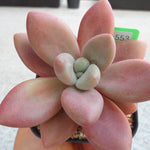 PRESALE Echeveria Rubidonna, (Random)