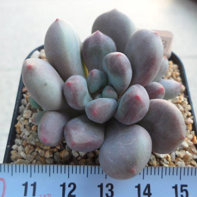 PRESALE Echeveria SLEX, (Random)