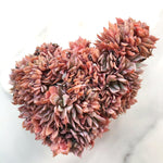 PRESALE Echeveria Peacockii Cristata, (Not so Random)