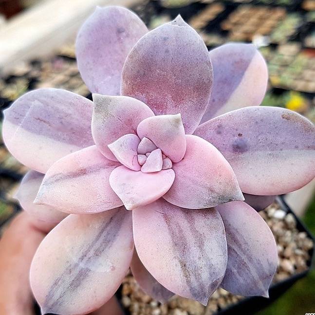 PRESALE Superbum, Variegata, (Not So Random)