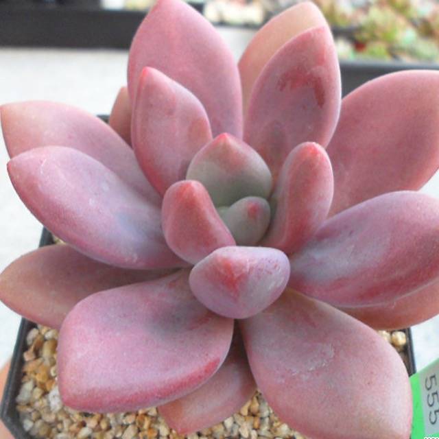 PRESALE Echeveria Rubidonna, (Random)