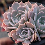 PRESALE Echeveria Shaviana (Unknown Type), (Random)