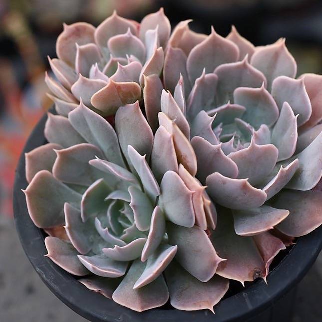 PRESALE Echeveria Shaviana (Unknown Type), (Random)