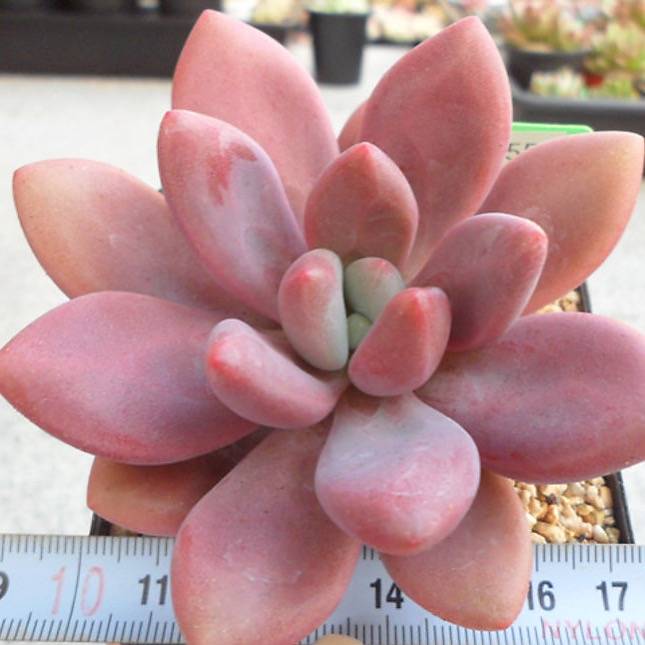 PRESALE Echeveria Rubidonna, (Random)