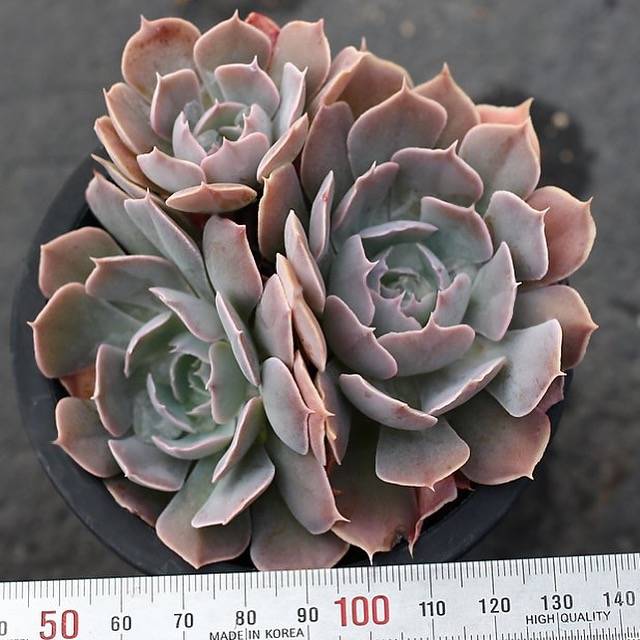 PRESALE Echeveria Shaviana (Unknown Type), (Random)