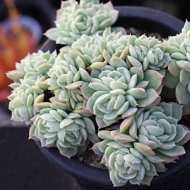 PRESALE Echeveria Elegans Potosina Crystal Cristata, (Random)