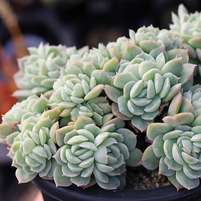 PRESALE Echeveria Elegans Potosina Crystal Cristata, (Random)