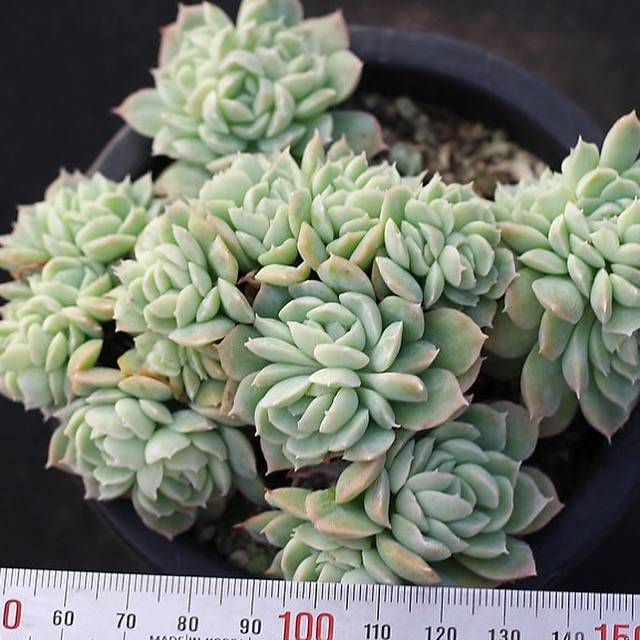 PRESALE Echeveria Elegans Potosina Crystal Cristata, (Random)