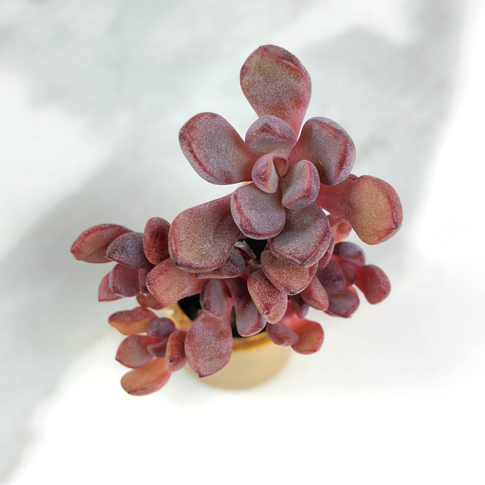 Graptoveria Purple Dream