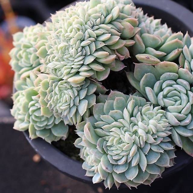 PRESALE Echeveria Elegans Potosina Crystal Cristata, (Random)