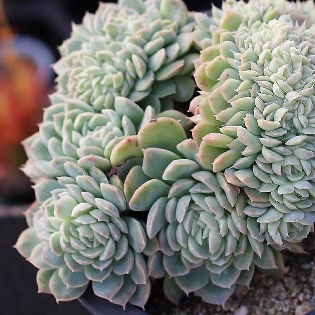 PRESALE Echeveria Elegans Potosina Crystal Cristata, (Random)