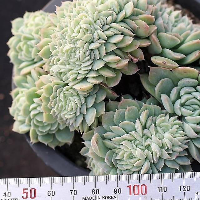 PRESALE Echeveria Elegans Potosina Crystal Cristata, (Random)