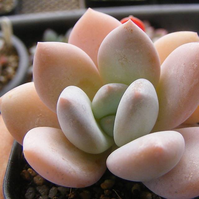 PRESALE Echeveria Pearl Berry, (Not so Random)