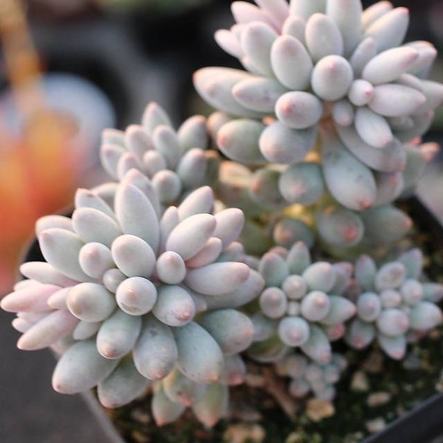 PRESALE Pachyphytum Machucae, (Random)