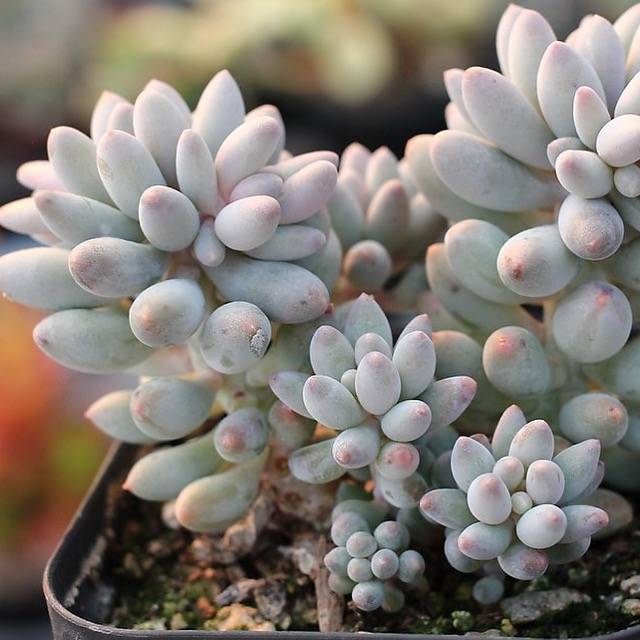 PRESALE Pachyphytum Machucae, (Random)