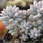 PRESALE Pachyphytum Machucae, (Random)