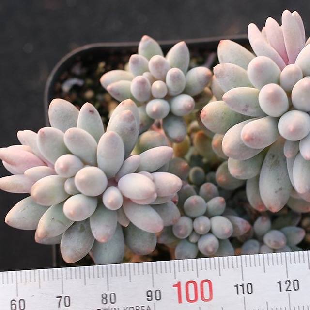 PRESALE Pachyphytum Machucae, (Random)