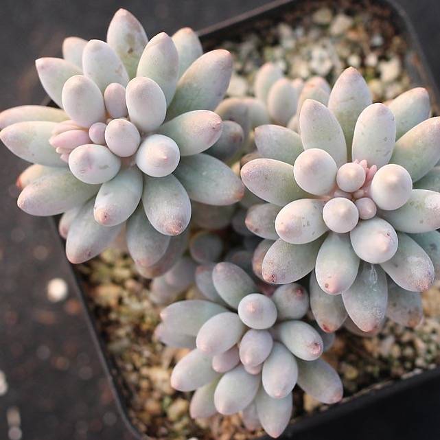 PRESALE Pachyphytum Machucae, (Random)