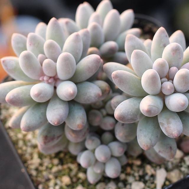 PRESALE Pachyphytum Machucae, (Random)