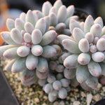 PRESALE Pachyphytum Machucae, (Random)