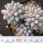 PRESALE Pachyphytum Machucae, (Random)