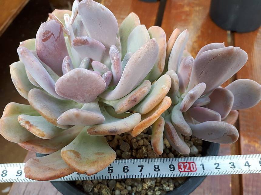 PRESALE Echeveria Cinderella Cluster, (Not so Random)