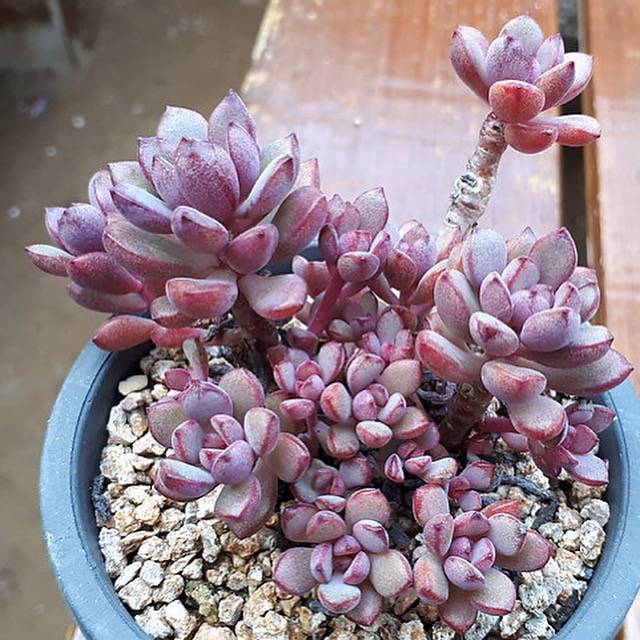 purple dream succulent PRESALE Graptoveria Purple Dream, (Not so Random)