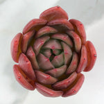 Echeveria Red Champagne