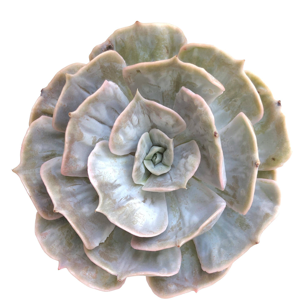 Echeveria Lilacina Marble