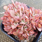 PRESALE Echeveria cv Takasagono Okina, (Not so Random)