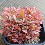PRESALE Echeveria cv Takasagono Okina, (Not so Random)