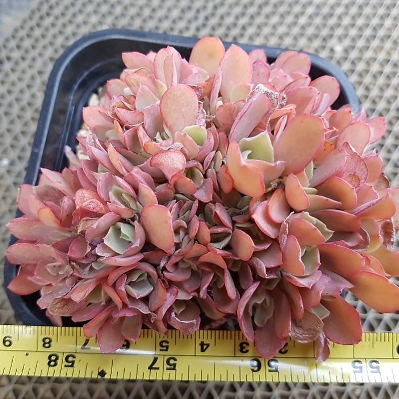 PRESALE Echeveria cv Takasagono Okina, (Not so Random)